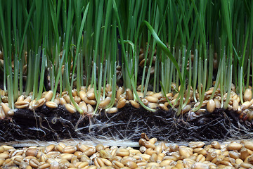 Image showing Growth wheat