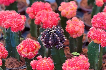 Image showing Purple cactus surrounded by red ones, shallow DOF