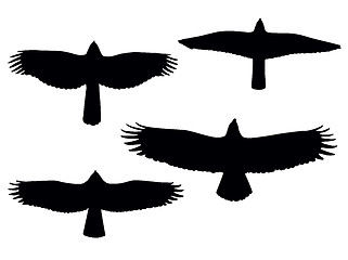 Image showing Birds of pray 