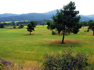 Image showing Trees in the fields. Cyprus
