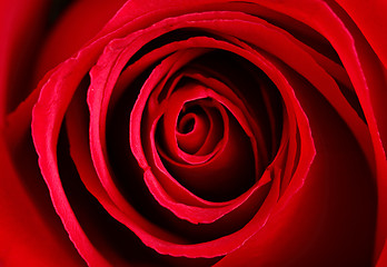 Image showing rose close up