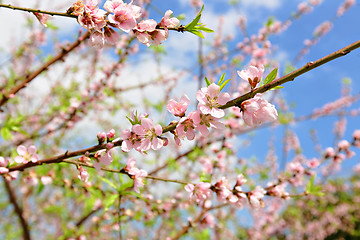 Image showing peach blossom