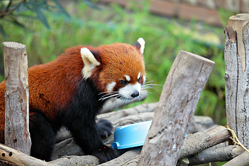 Image showing red panda