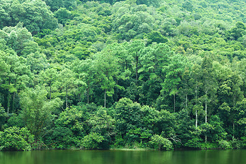 Image showing lake with green tree