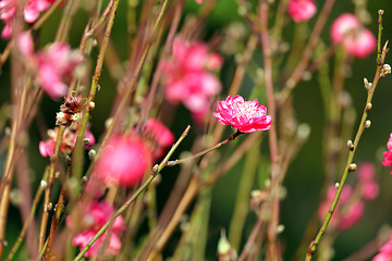 Image showing peach blossom , decoration flower for chinese new year