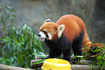 Image showing red panda