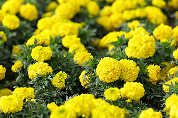 Image showing flower field