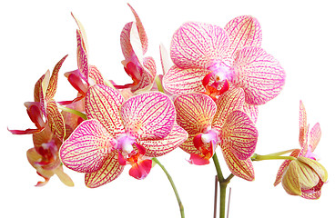 Image showing orchid on white