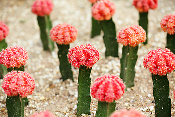 Image showing Cactus