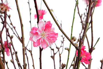 Image showing peach blossoms for chinese new year