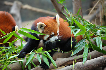 Image showing red panda