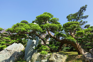 Image showing chinese garden plant