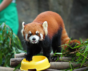 Image showing red panda