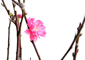 Image showing peach blossoms for chinese new year