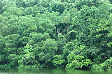 Image showing lake with green tree