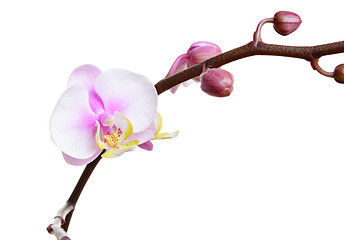 Image showing orchid flower isolated on white