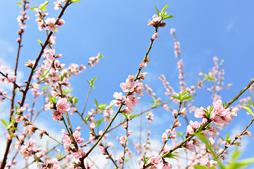 Image showing peach blossom