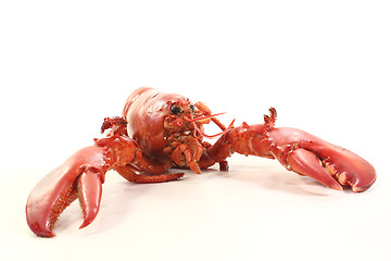 Image showing freshly cooked lobster