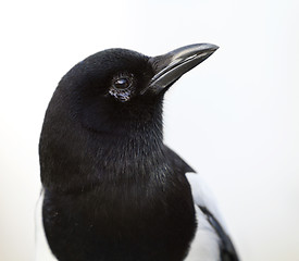 Image showing head of magpie