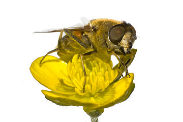 Image showing bee on yellow flower in extreme close up