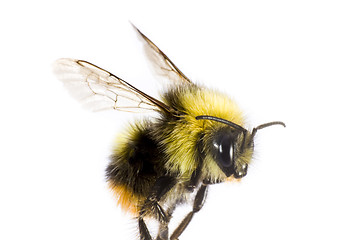 Image showing bumblebee in close up