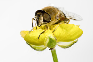 Image showing bee on yellow flower in extreme close up