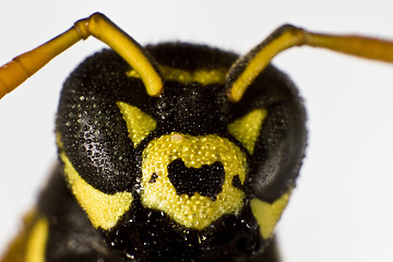Image showing wet wasp in close up shot