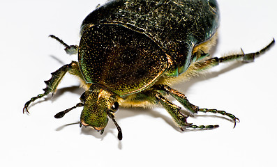 Image showing head of black bug in left upper corner