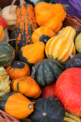 Image showing Colorful pumpkins collection