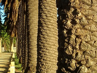 Image showing Trunks of palms