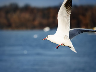 Image showing Gull