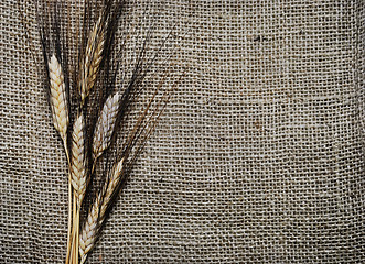 Image showing Wheat ears