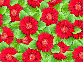 Image showing Background of red flowers and green leaf