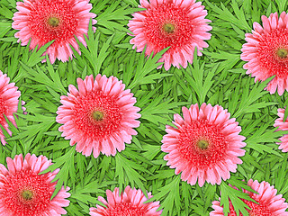Image showing Background of pink flowers and green leaf