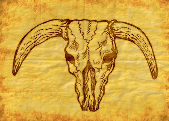 Image showing  Texas longhorn bull skull