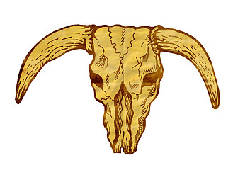 Image showing  Texas longhorn bull skull