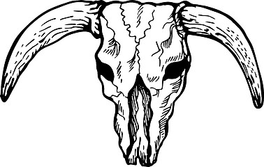 Image showing  Texas longhorn bull skull