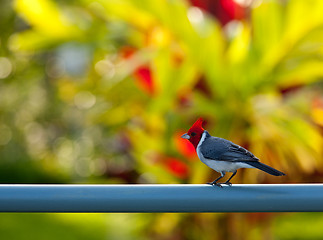 Image showing Red crested cardinal on fence in Kauai