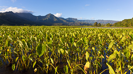 Image showing Hanalei Valley in Kauai