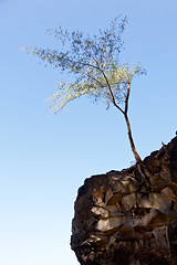 Image showing Tree perching on barren cliff face