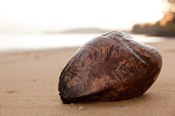 Image showing Close up coconut on beach at dawn