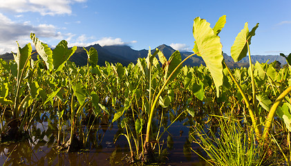 Image showing Hanalei Valley in Kauai