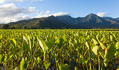 Image showing Hanalei Valley in Kauai