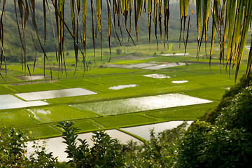 Image showing Hanalei Valley in Kauai