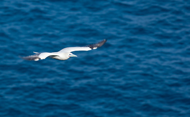 Image showing White tailed tropicbird