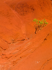 Image showing Single bush in dry red rocks