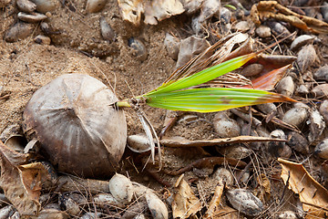 Image showing Close up coconut on beach at dawn