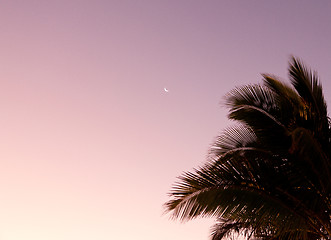 Image showing Moon in dawn sky by palm trees