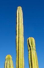 Image showing Three tube like cactus plants with blue sky