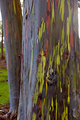 Image showing Trunk of eucalyptus tree